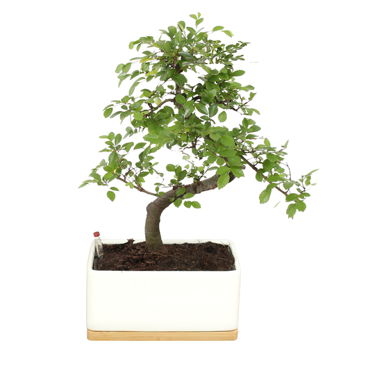 Bonsai Zelkova en céramique blanche/bois