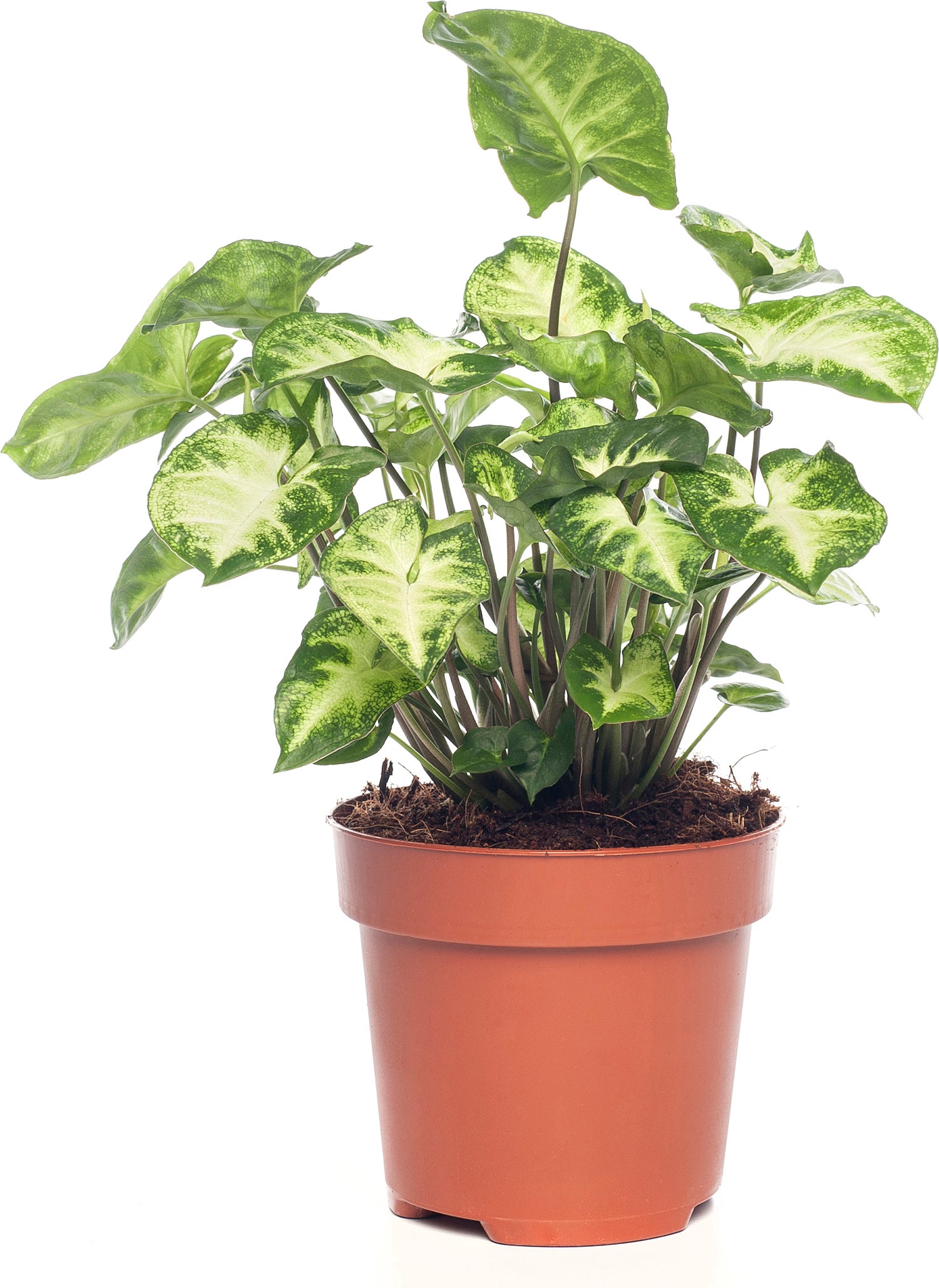 Pijlplant (Syngonium 'Arrow') D 12 H 25 cm