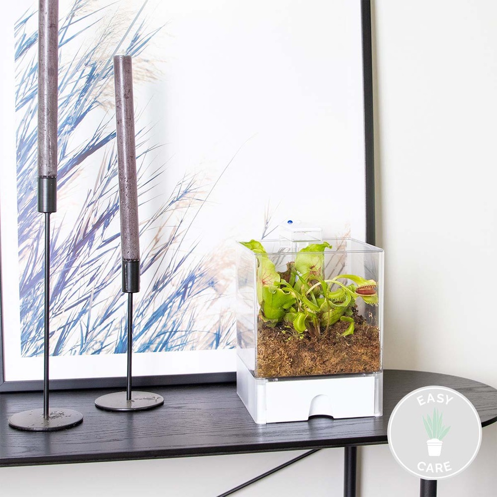 Plante terrarium bye bye fly - plantes carnivores - facile d'entretien – ⌀23 cm