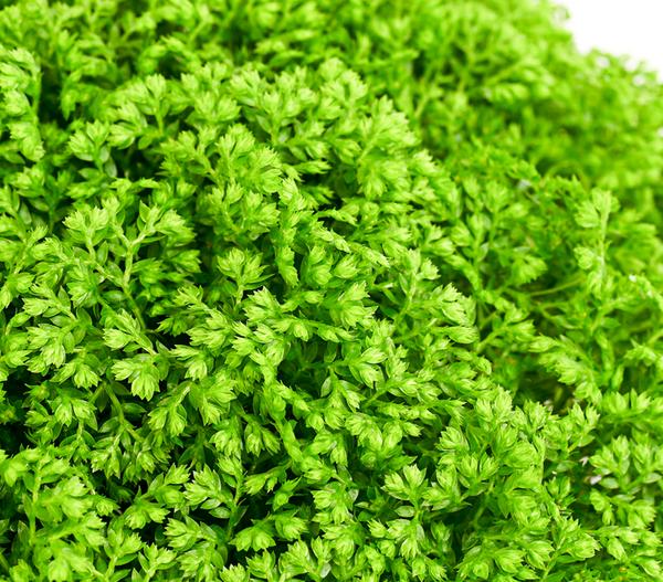 Moosfarn - Selaginella apoda