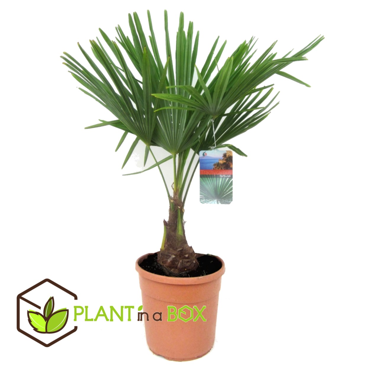 Trachycarpus fortunei - palmier éventail - pot 21cm - hauteur 65-75cm