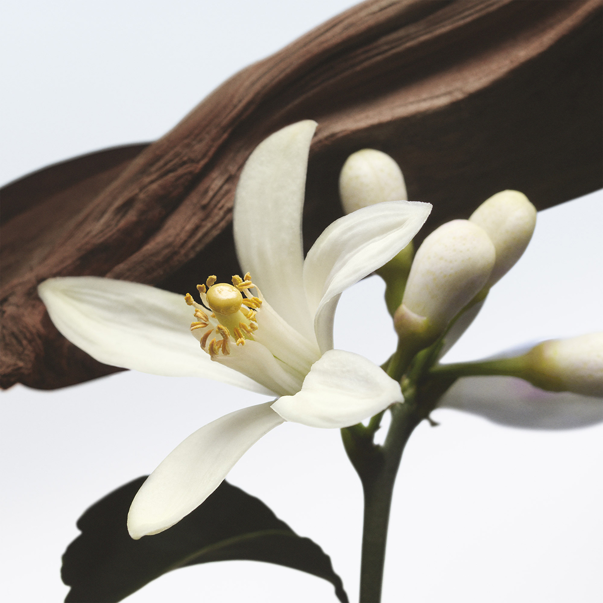 Jardin de l'Orangerie Eau de Parfum 100ml