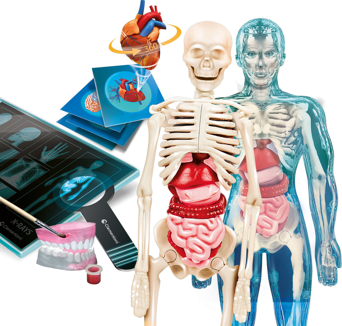 Clementoni - Anatomi Legesæt - Anatomy Lab - Science & Play