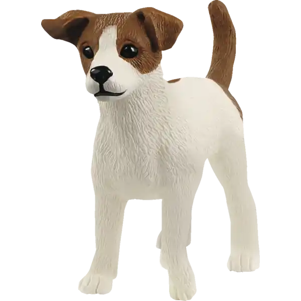 13916 jack russell terrier