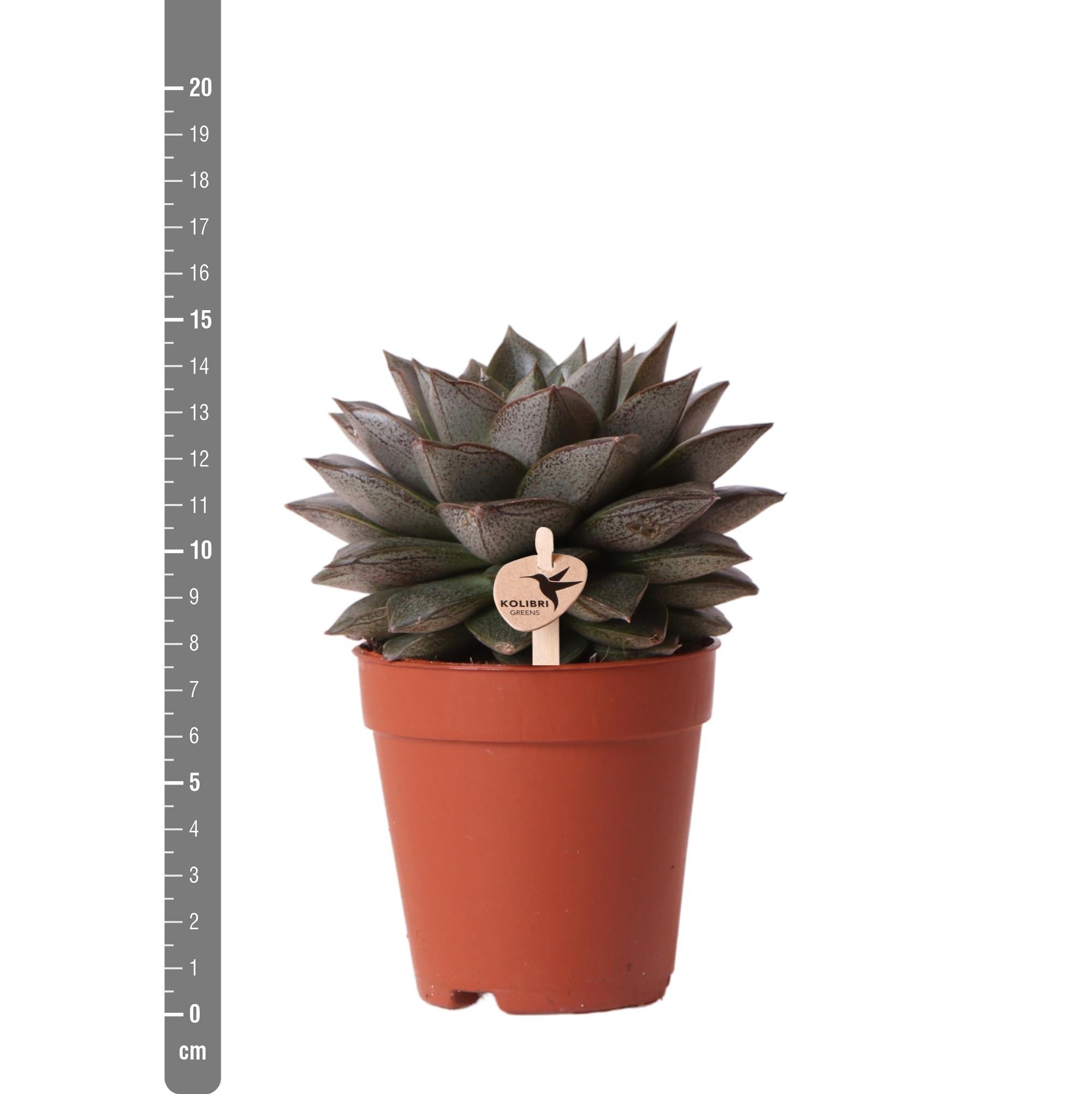 Echeveria purpusorum h15cm - plante grasse d'intérieur