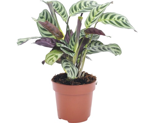 Kamm-Marante FloraSelf Ctenanthe burle-marxii H 30-45 cm Ø 12 cm pot