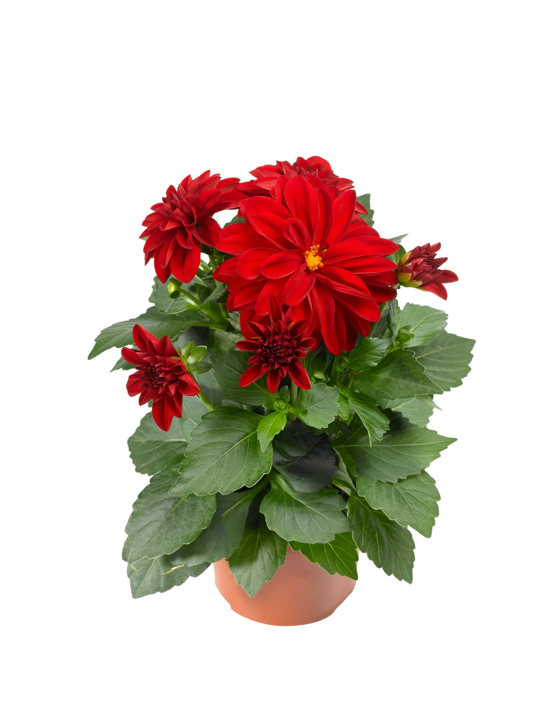 Dahlia Georgine med fylte blomster Ø12 cm