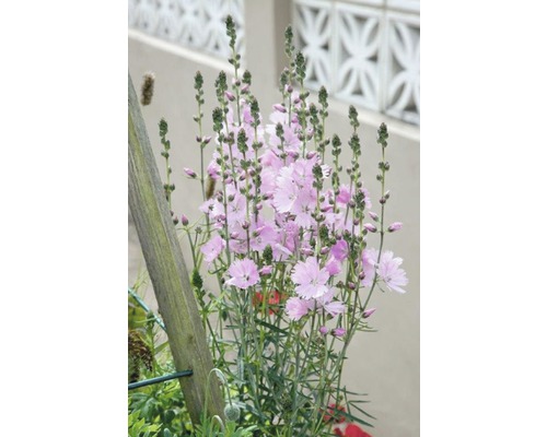 Vaste planten in diverse soorten FloraSelf H 35-45 cm Co 5 L