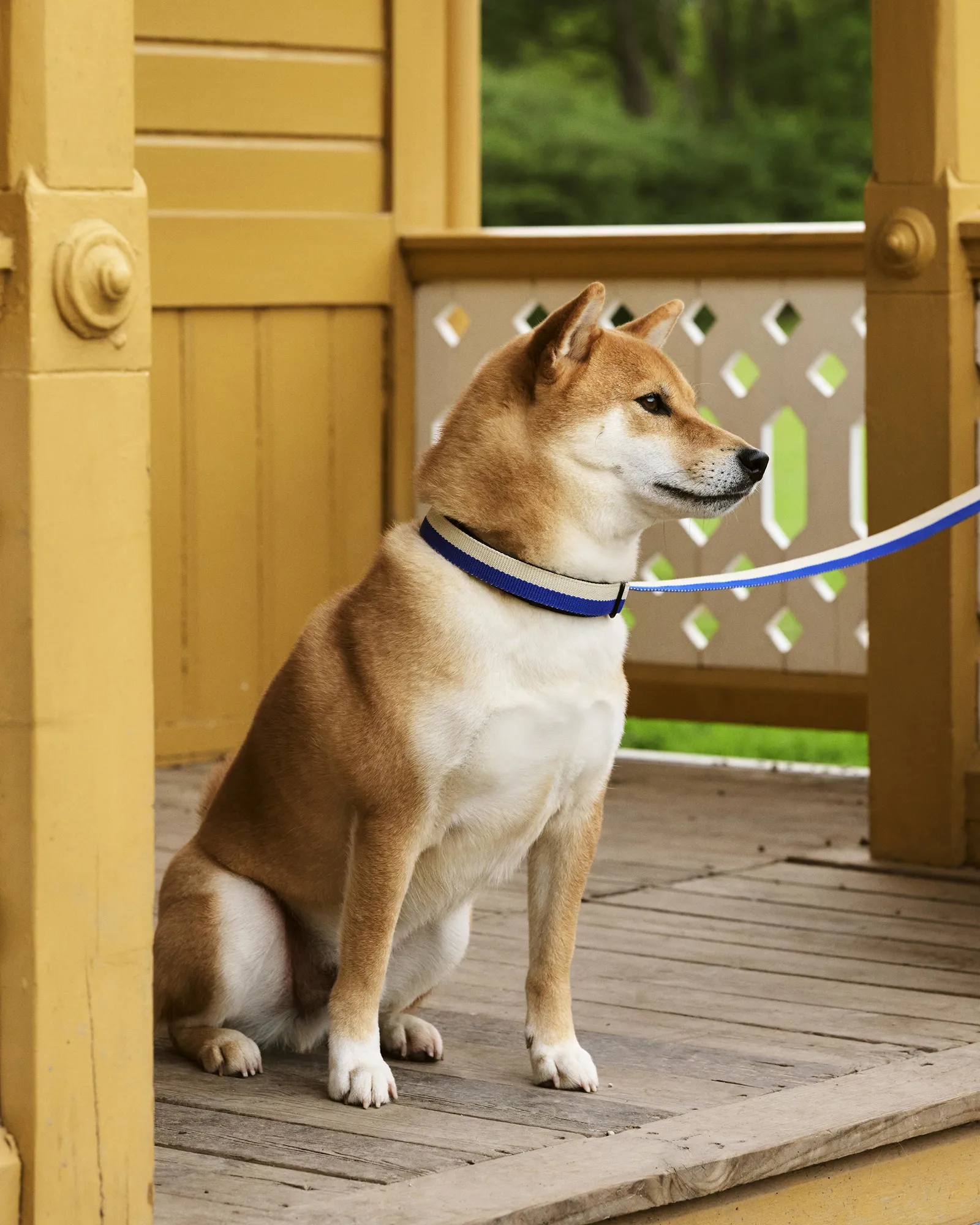 HAY HAY Dogs Collar Flat