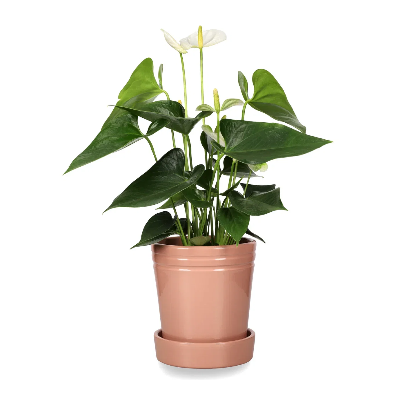 Anthurium Andraeanum Group Flamingoblomst Høyde 45 cm