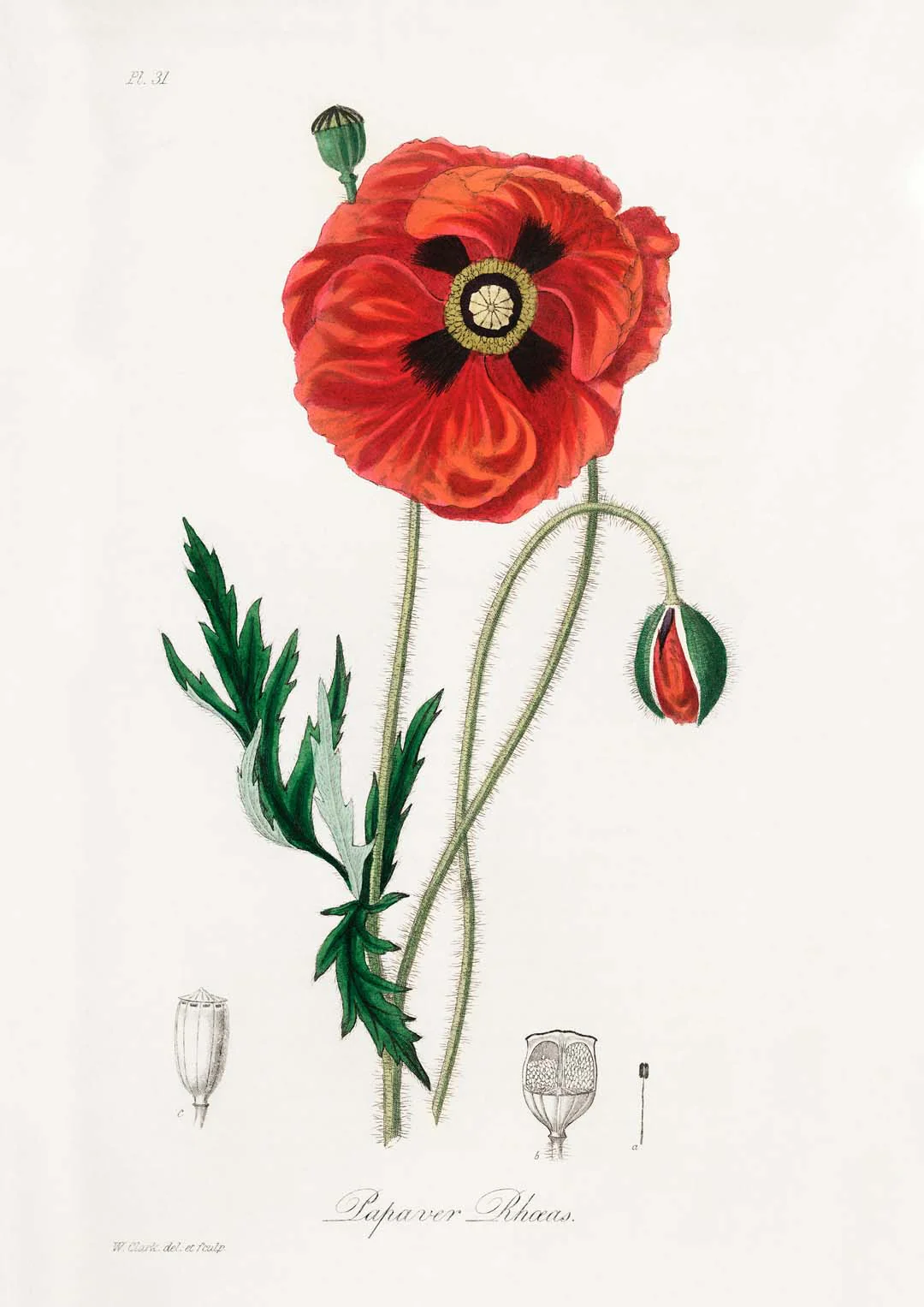 Mohnblume