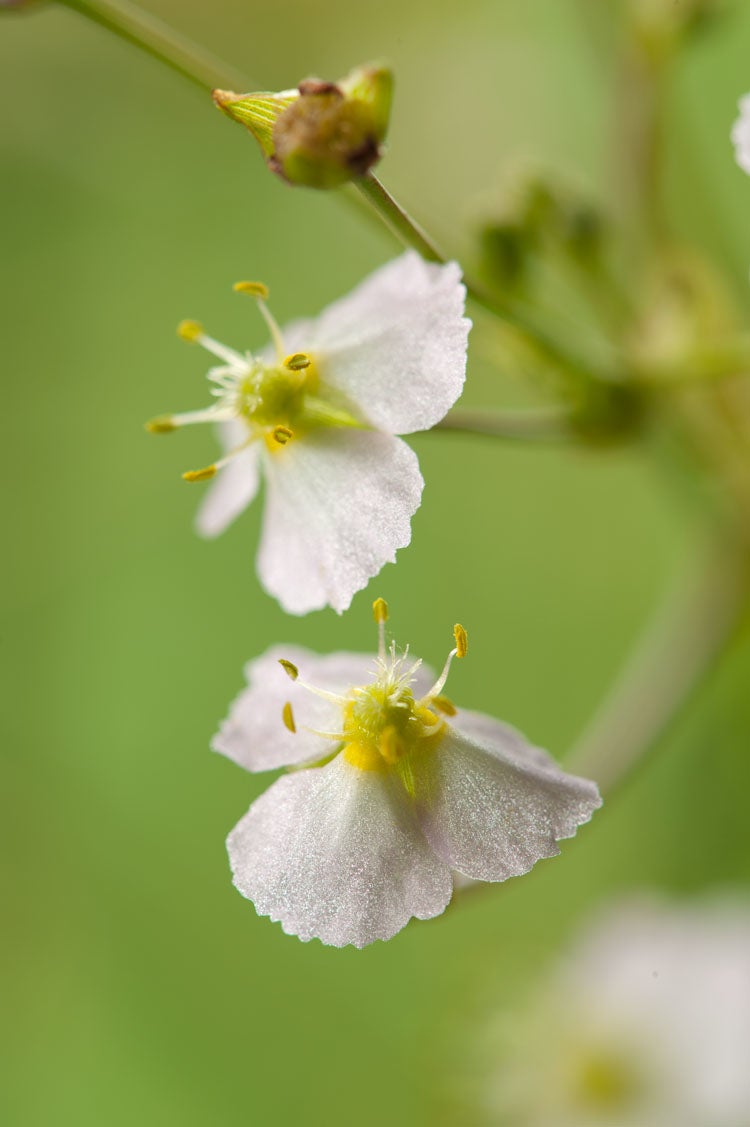 Waterweegbree (Alisma plantago-aquatica) D 9 H 20 cm