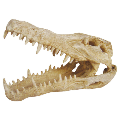 Lucky Reptile Terrariendekoration Deco Skull Krokodil
