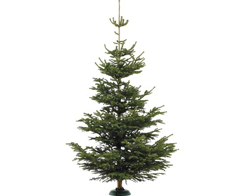Nordmann spar XL 300-350 cm, gekapte kerstboom uit duurzame teelt