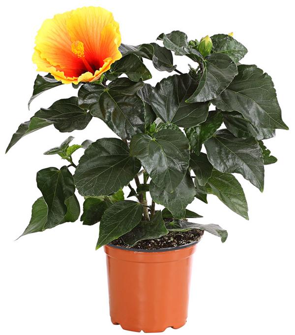 Zimmerhibiskus - Hibiscus rosa-sinensis