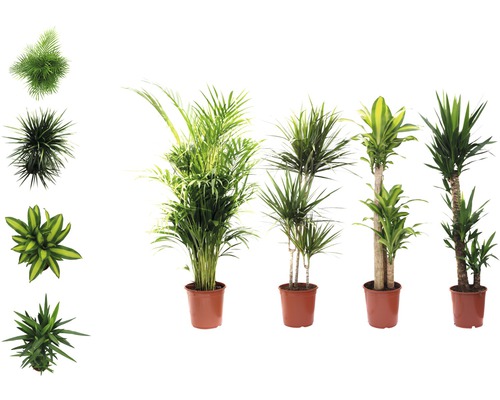 Kamerplanten Groen Mix FloraSelf H 120-140 cm Ø 24 cm Pot diverse soorten 1 st.