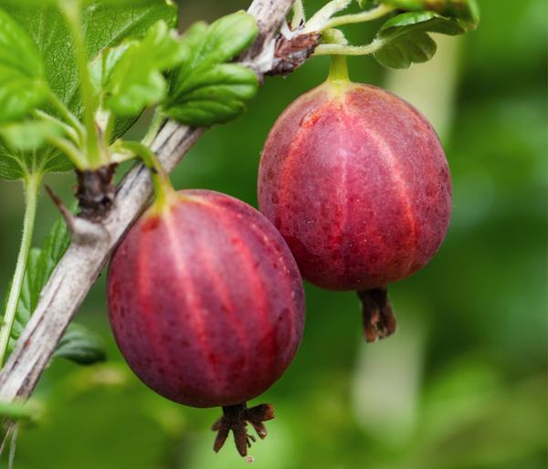 Bio Stachelbeere 'Spinefree'
