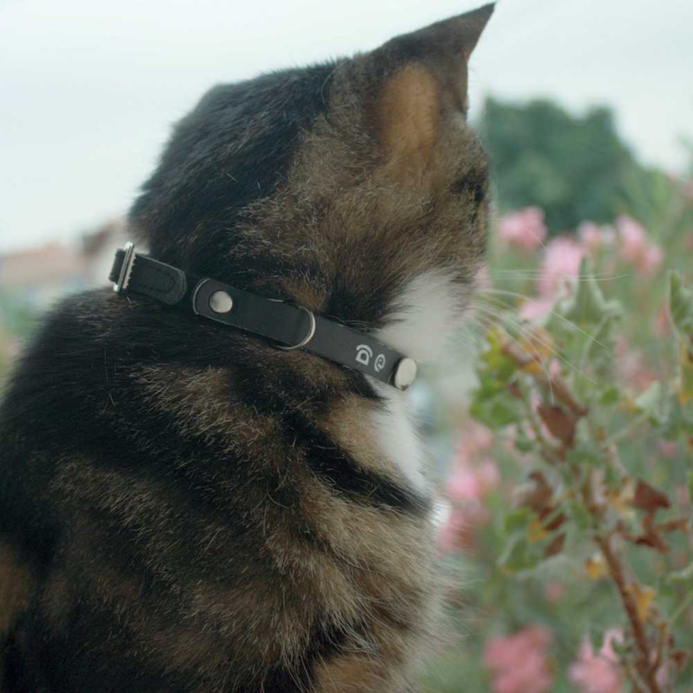 Collier en cuir porte adresse chat : noir