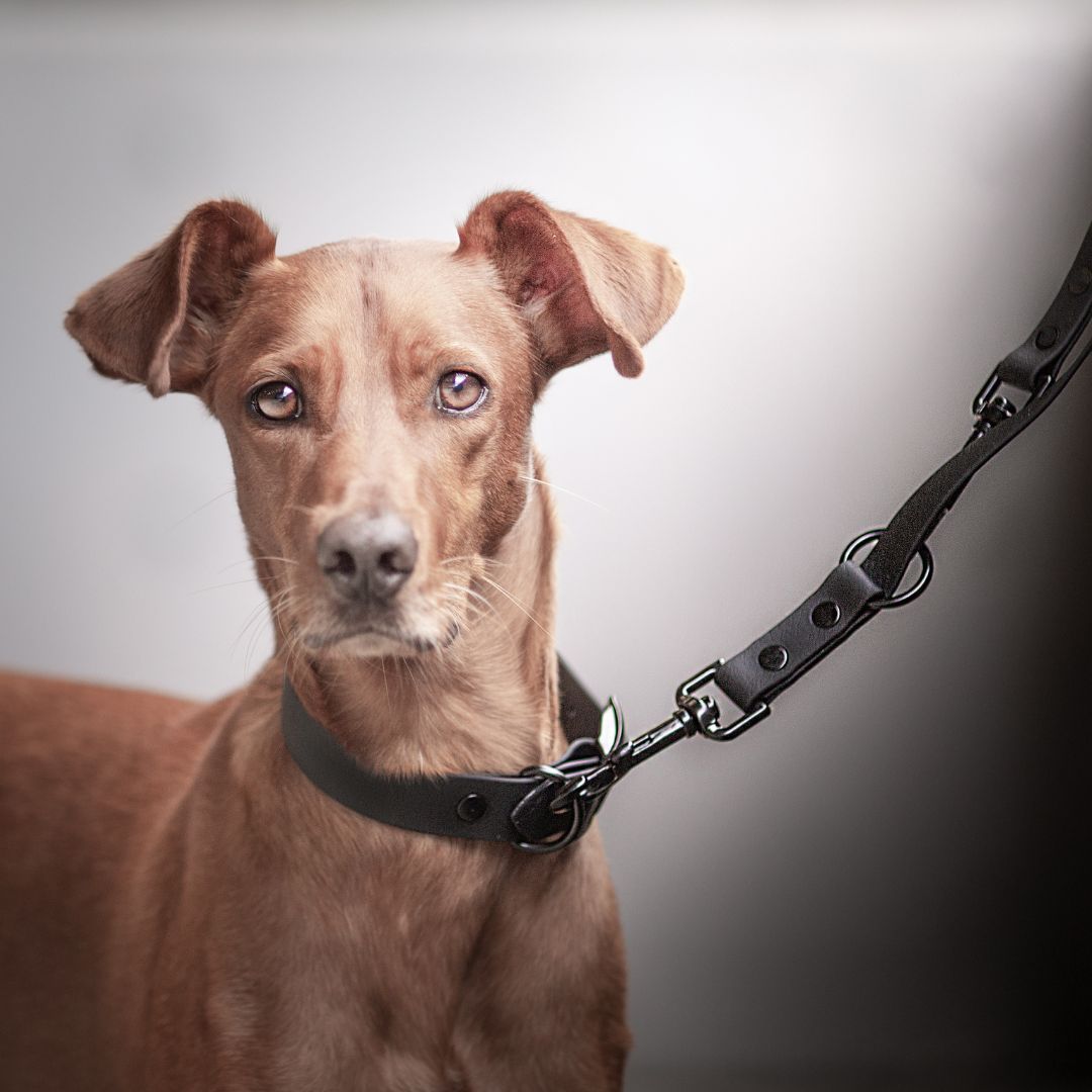 BioThane® Führleine NEO Black - WOOFSTUFF