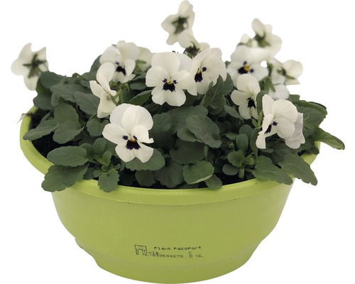 Gehoornde viooltje FloraSelf viola cornuta Ø 21 cm pot