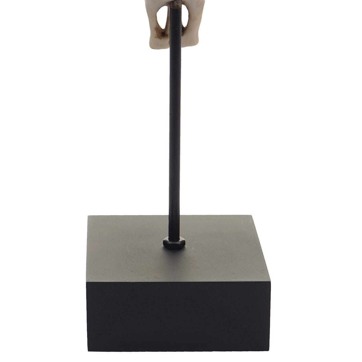Deko Standfigur Kuhschädel MCW-D30, Stierkopf Bulle Tierkopf Kuhkopf Trophäe mit Trival, Polyresin 47x30x12cm
