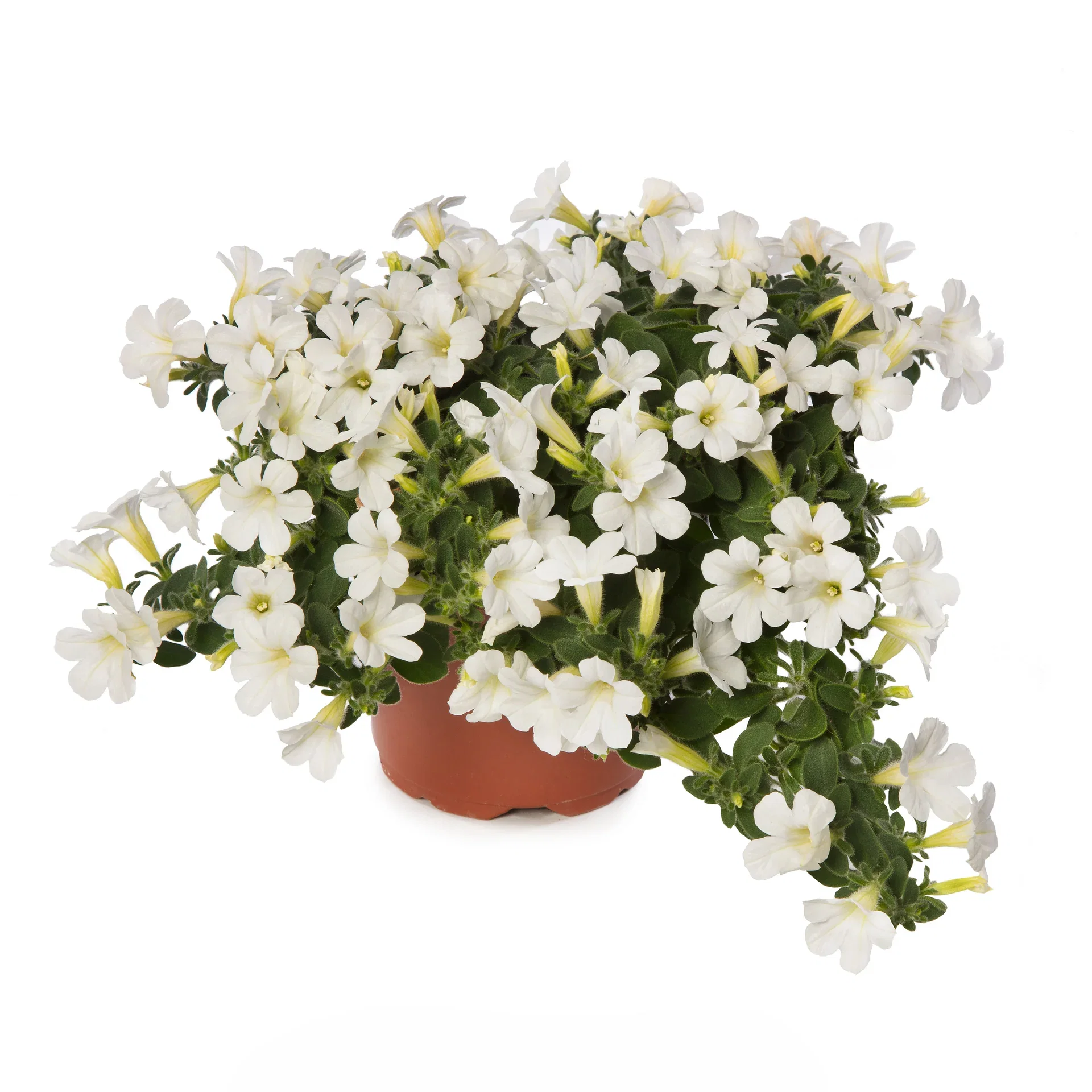 Petunia x hybrida 'Itsy' White 12 cm Petunia ITSY White Ø12 cm