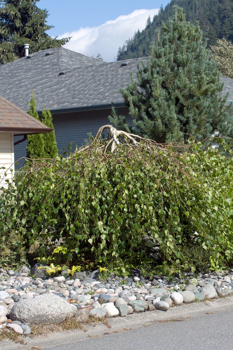 Zilverberk (Betula pendula 'Youngii') D 32 H 150 cm