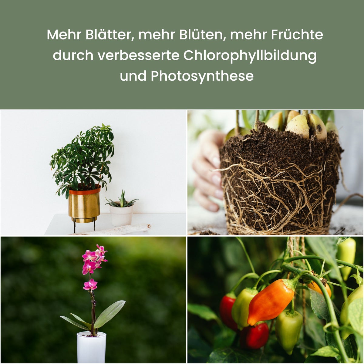 Parus by Venso SUNLITE 7W LED Full Spectrum Plantenlamp Koper, Binnenplantenverlichting, met Uitschuifbare Telescopische Paal, Parus Plantenlamp voor Kleine en Middelgrote Kamerplanten