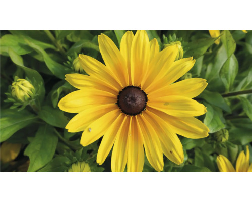 Zonnehoed Mix FloraSelf Rudbeckia x Hybride H 30-40 cm Co 5 L diverse soorten