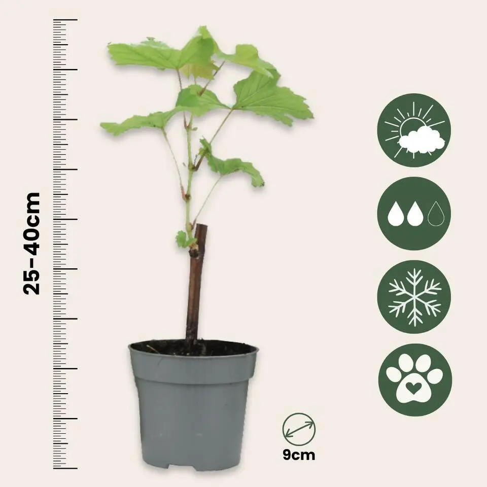 Druivenplant - Set van 3 - Vitis vinifera - Hoogte 25-40cm - ⌀9cm
