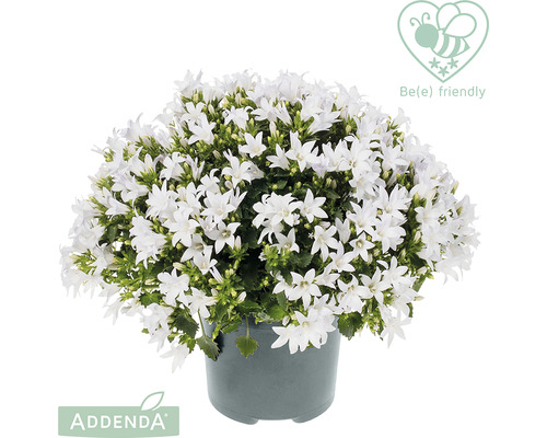 Bellflower FloraSelf Campanula addenda 'White Star' Ø 12 cm