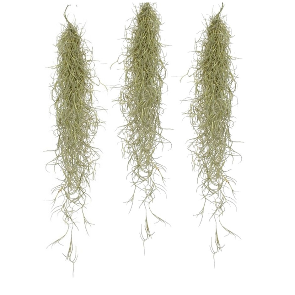 Tillandsia usneoides 'beard tillandsias' - set de 3 - hauteur 25-50cm