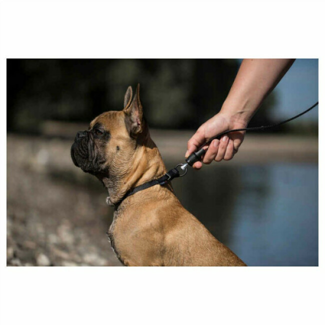 Laisse aimantée GoLeyGo Vegas pour chien