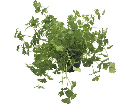 Biologische Peterselie FloraSelf Biologische Petroselinum Cristum 'Smooth' Ø 12 cm pot
