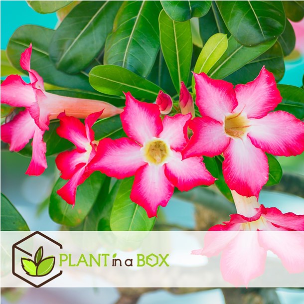 Adenium dessert rose - 2