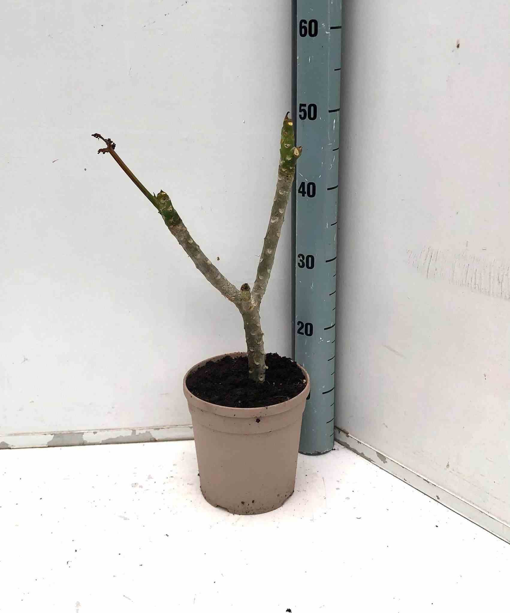 Plumeria rubra rose (frangipanier) rose - taille pot de 2 litres ? 10/30cm