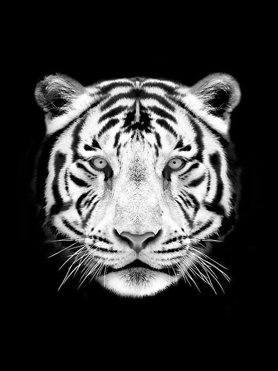 Toile tigre noir, blanc Dada Art l.60 x H.80 cm