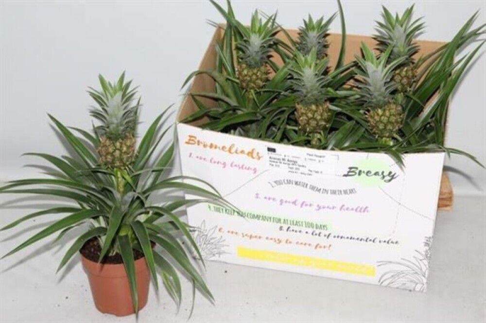 ANANAS MI AMIGO 12CM
