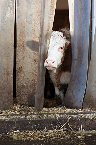 PVC-Lamellenvorhang Streifenvorhang Lamellen 20cm Br 1,0m Br. 2,10m H.