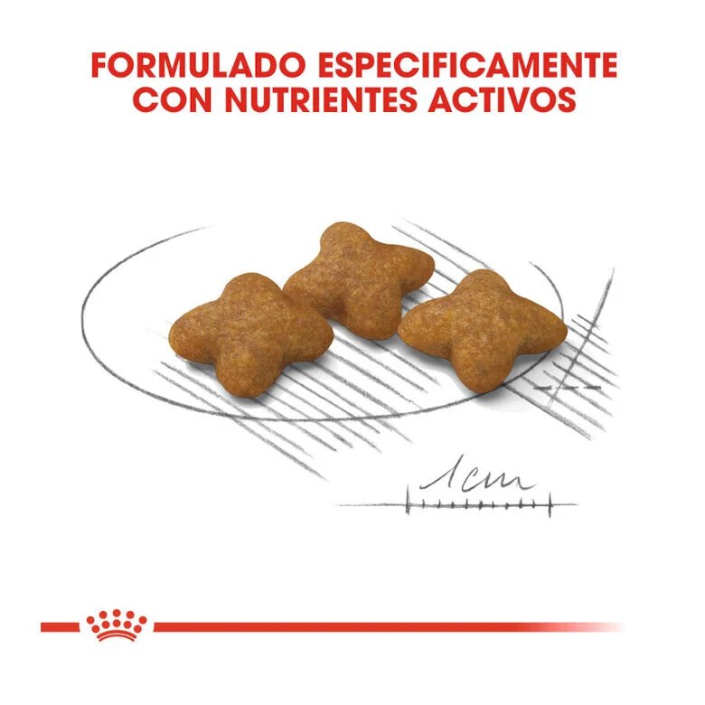 Ração esterilizada Royal Canin tamanho X-Small para cães.