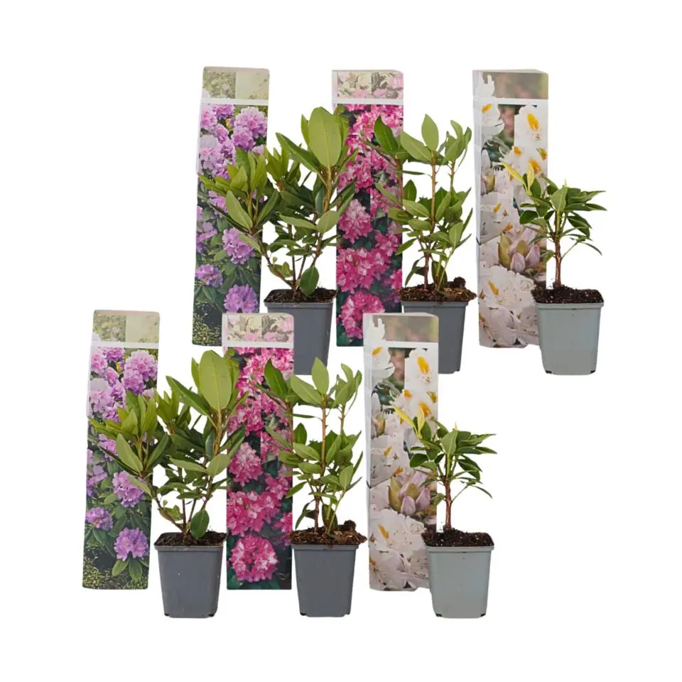 Rhododendrons - Set van 6 - Rhododendron catawbiense - Hoogte 25-40cm - ⌀9cm