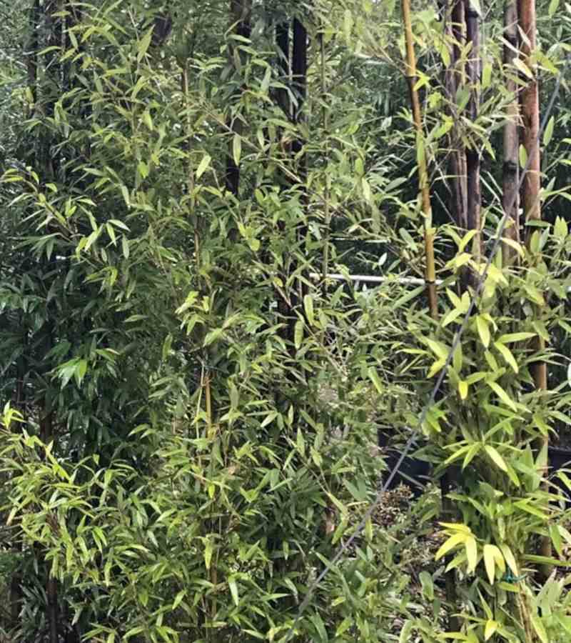 Phyllostachys nigra (bambou noir) taille pot de 10l 100/120cm