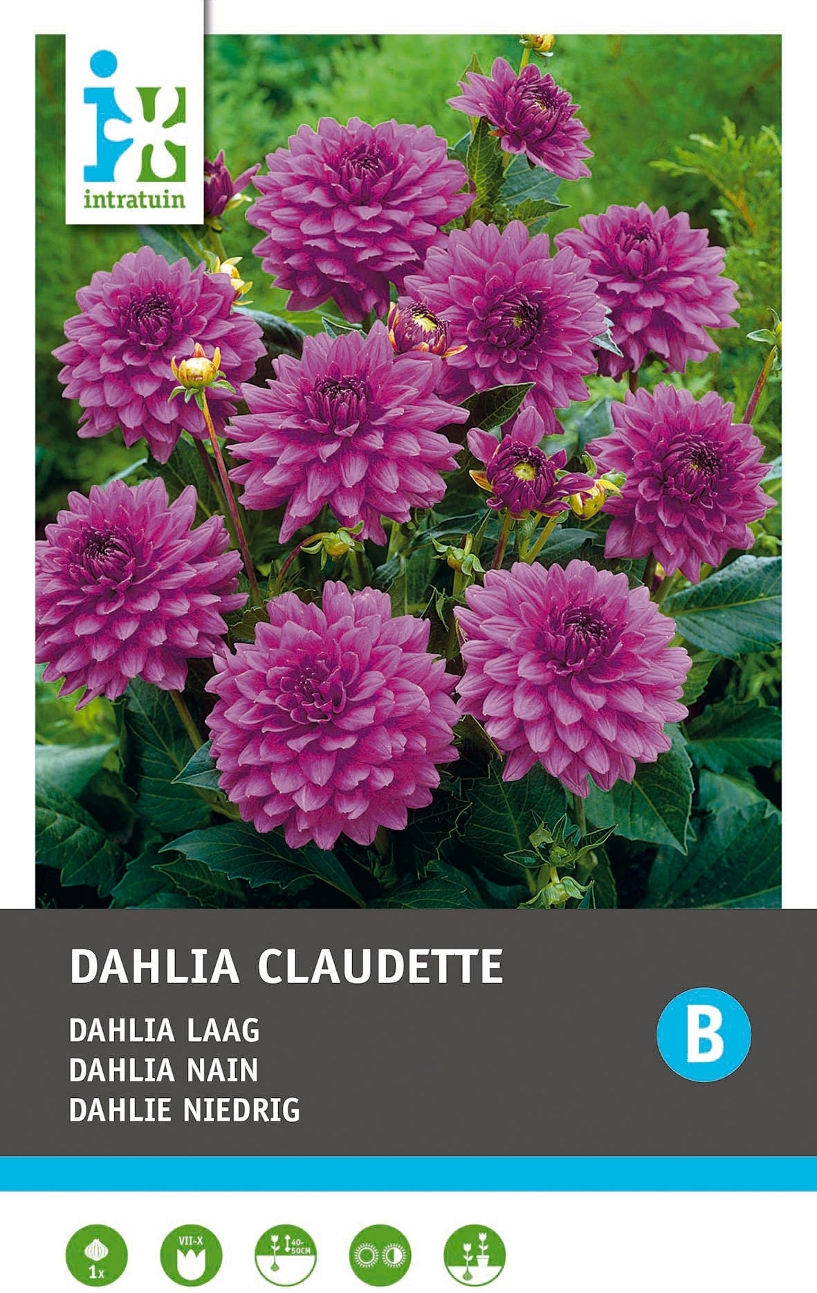 Intratuin Dahlia knol (Dahlia deco 'Claudette')