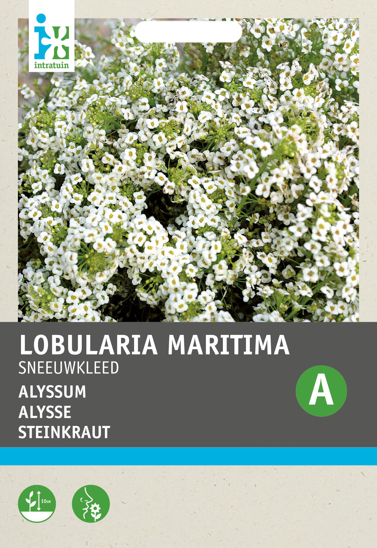 Intratuin bloemenzaad Sneeuwkleed wit (Alyssum maritumum 'Sneeuwkleed')