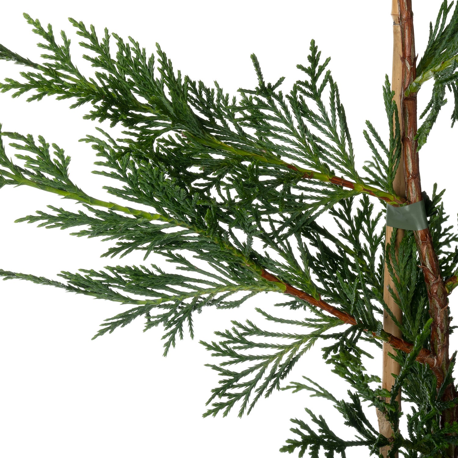 Haagconifeer (Cupressocyparis leylandii) D 22 H 80 cm