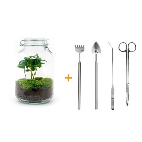 Kit terrarium diy - oslo