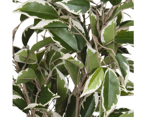 Kunstplant Ficus natasja (treurvijg) Ø 30 H 40 cm groen-veelkleurig