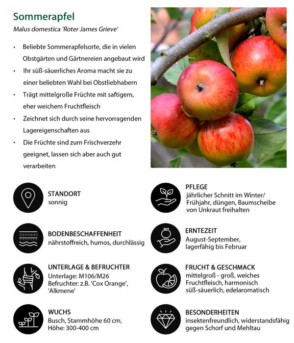 Sommerapfel 'Roter James Grieve'