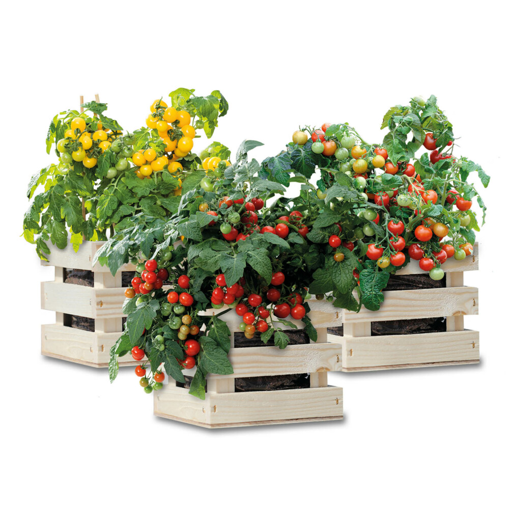 Baza Gardenbox Set Tomaten1 set