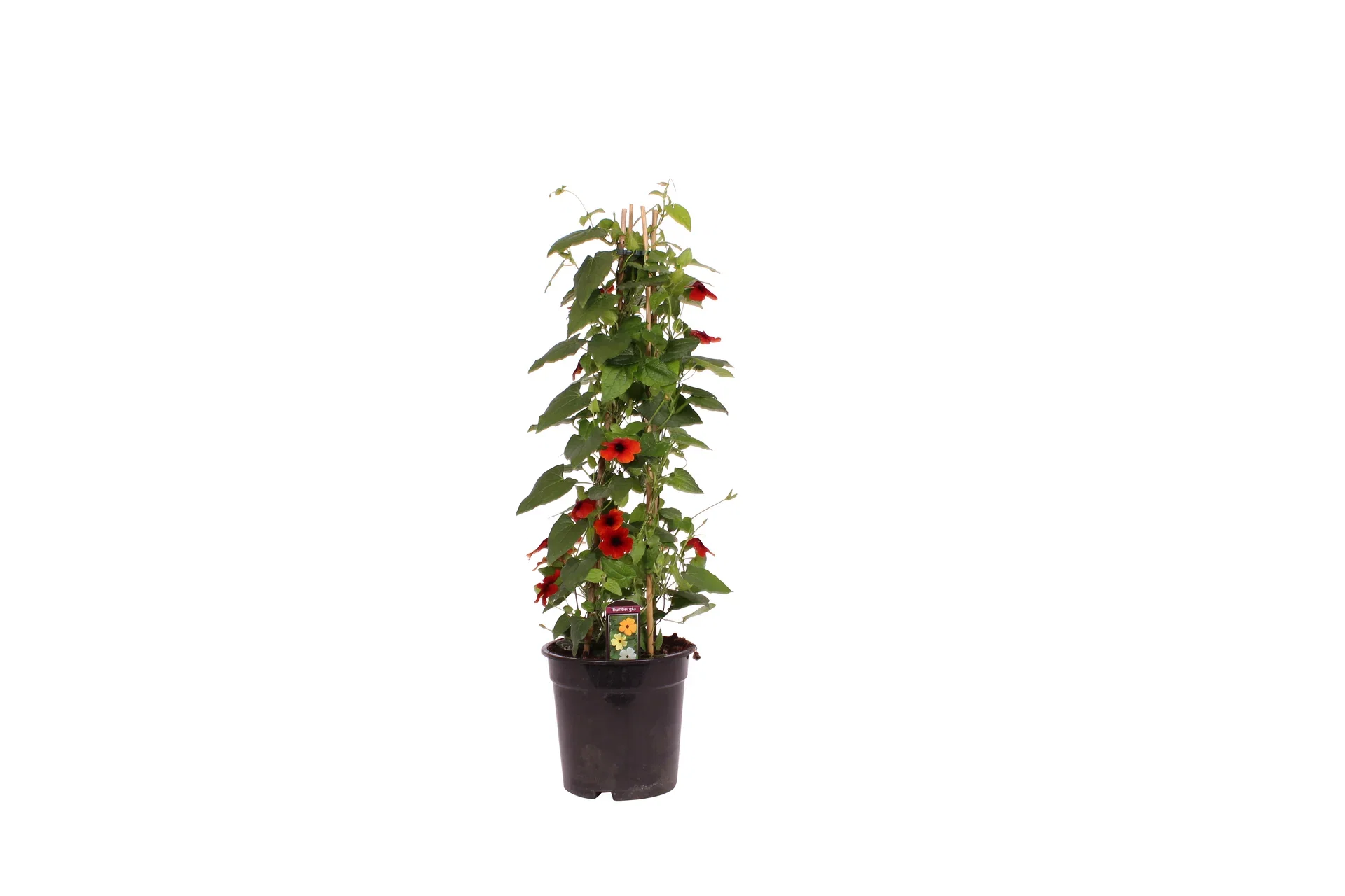Thunbergia Susanne med det sorte øyet Ø19 cm